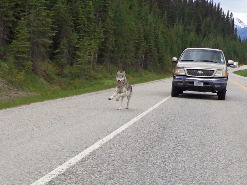 Motorcycle Wolf