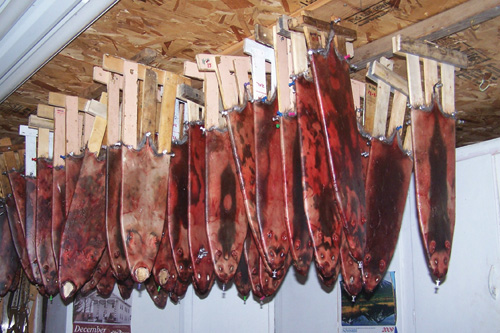 Muskrat hides drying by the ceiling on home made adjustable fur stretchers.