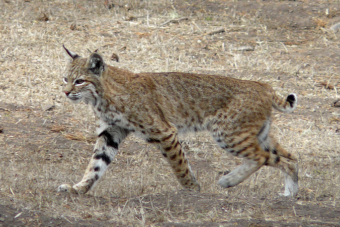 bobcat