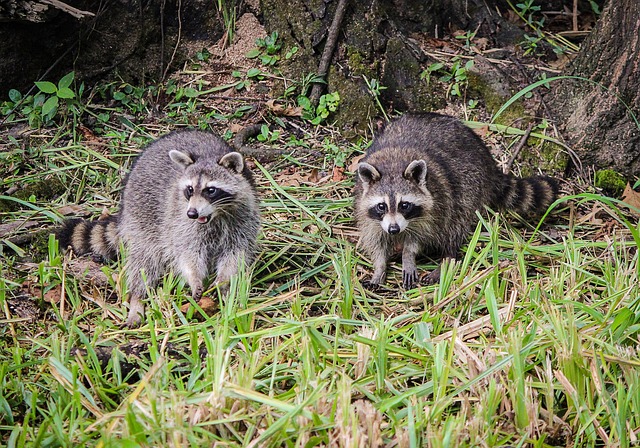 raccoons