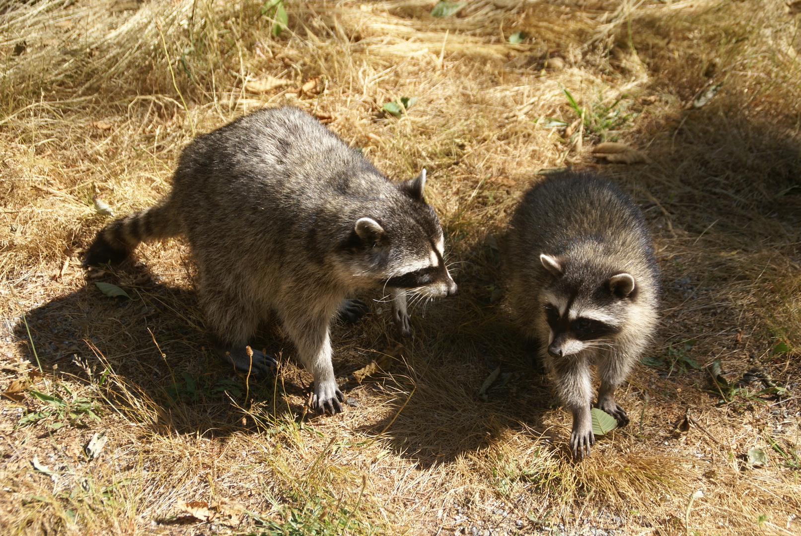 raccoons